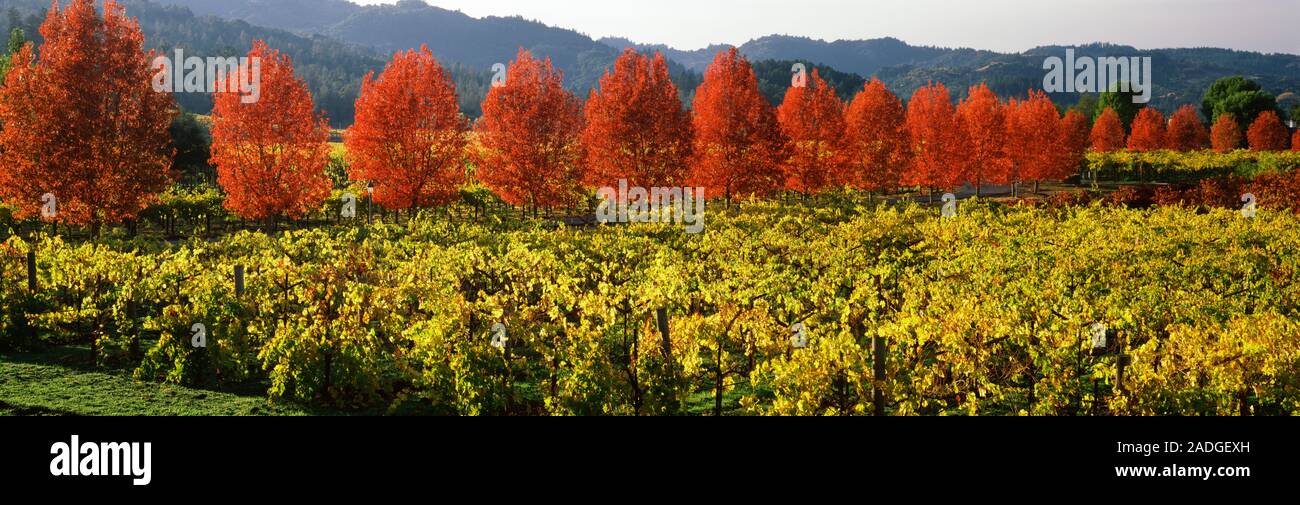 Das Erntegut in einem Weinberg, Napa Valley, Kalifornien, USA Stockfoto
