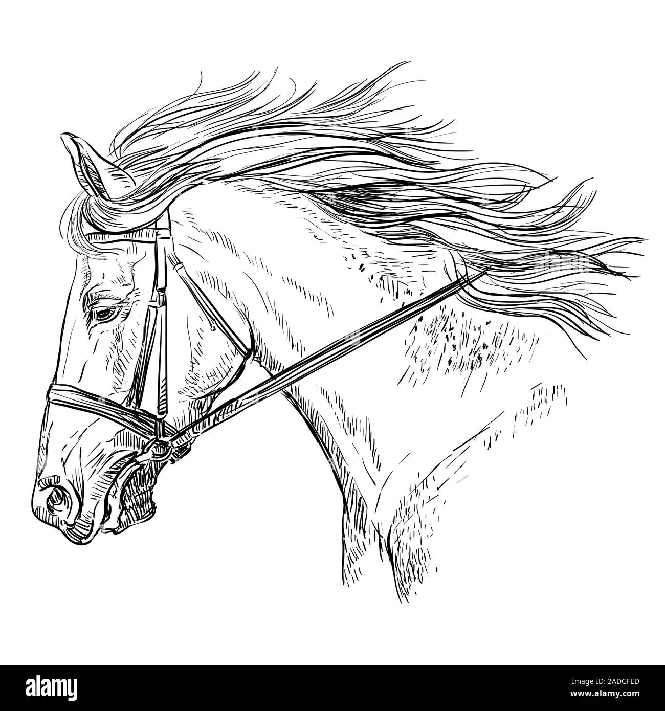 Horse Portrait mit Zaumzeug. Schönes Pferd Kopf mit langer Mähne im Profil in schwarzer Farbe auf weißem Hintergrund. Vektor Handzeichnung illustrati Stock Vektor