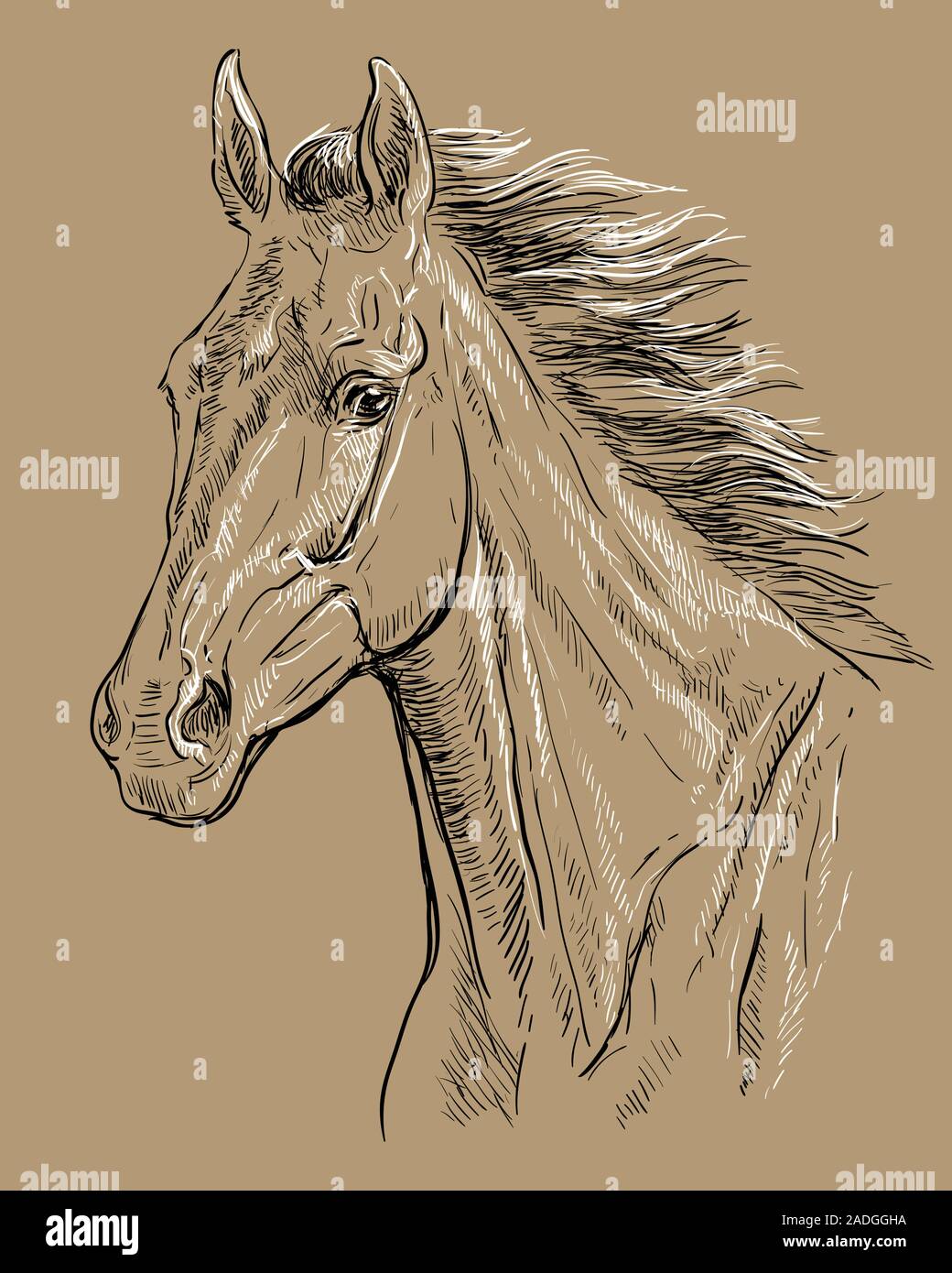 Hand Zeichnung Pferd portrait. Pferd Kopf mit langer Mähne in den Farben Schwarz und Weiß auf beige Hintergrund isoliert. Vektor hand Zeichnung Abbildung. Retro Stock Vektor
