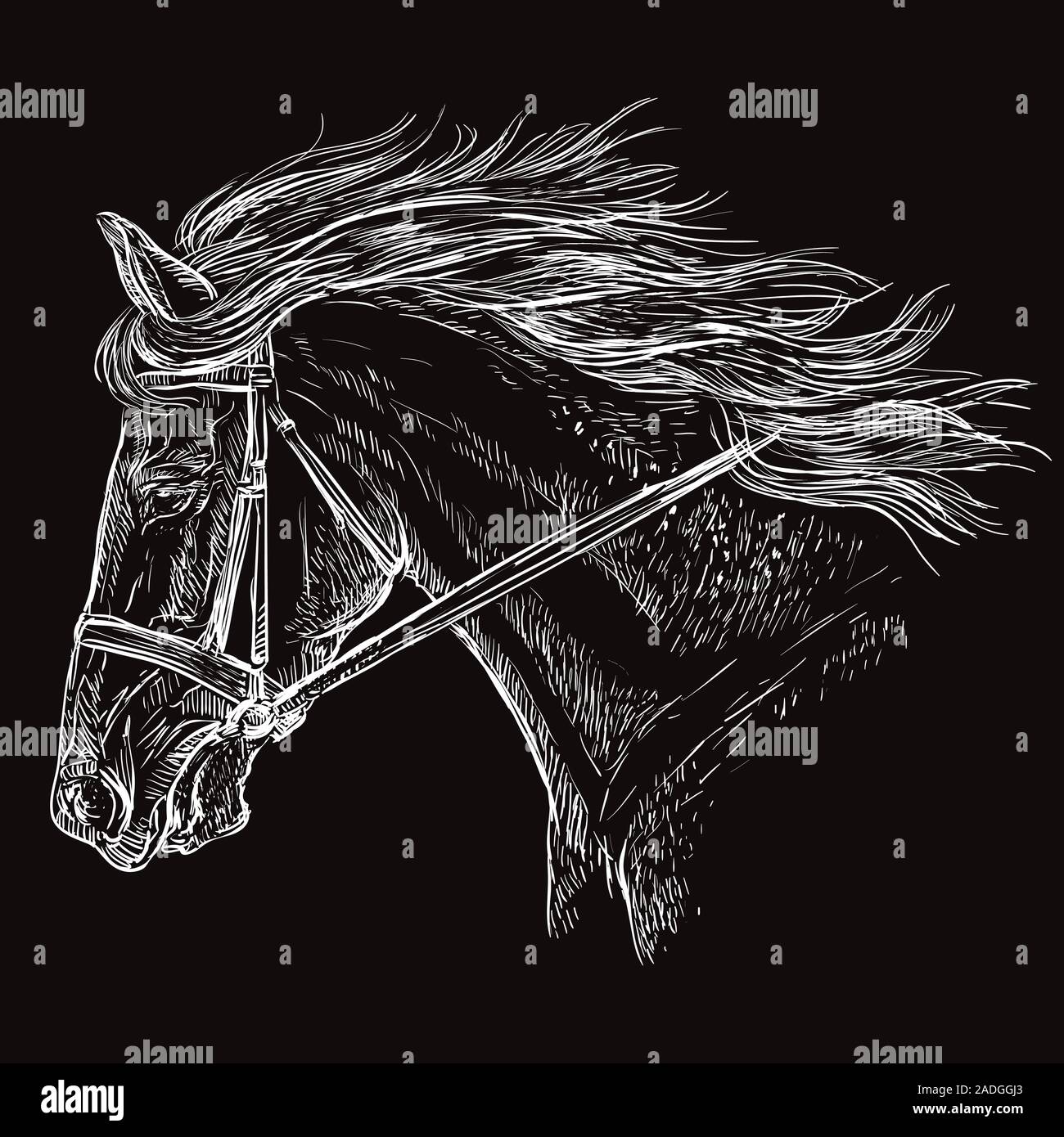 Horse Portrait mit Zaumzeug. Schönes Pferd Kopf mit langer Mähne im Profil in der Farbe Weiß auf schwarzem Hintergrund. Vektor Handzeichnung illustrati Stock Vektor