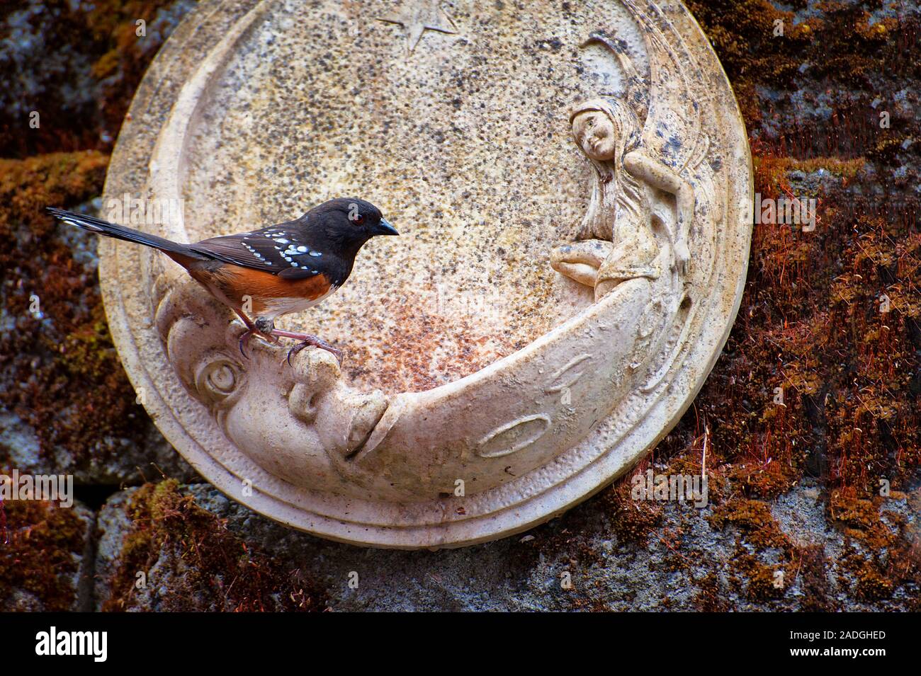 Eine rote breasted grosbeak Vogel ist auf einem Bird Feeder, hängt auf einem Garten Mauer in Moos bedeckt thront. Stockfoto