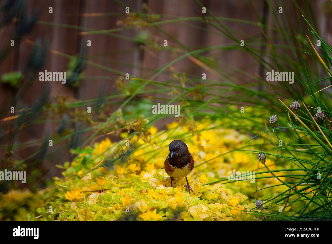 Die leuchtend gelbe Pflanze im Garten bett zieht eine Gosbeak Vogel. Stockfoto