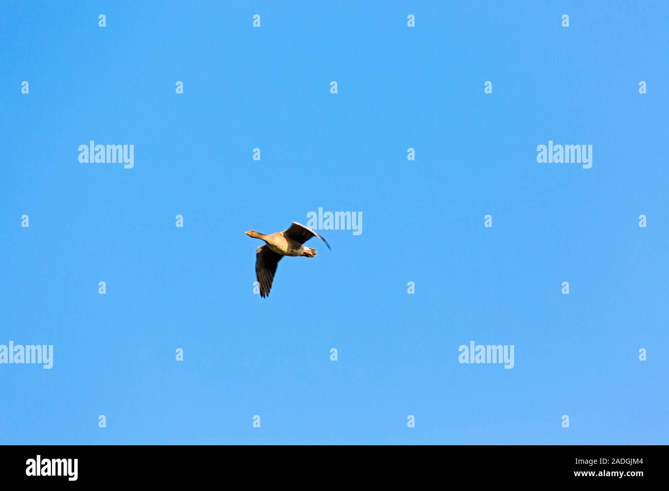 Sylt, Morsum, Graugans im Flug Stockfoto