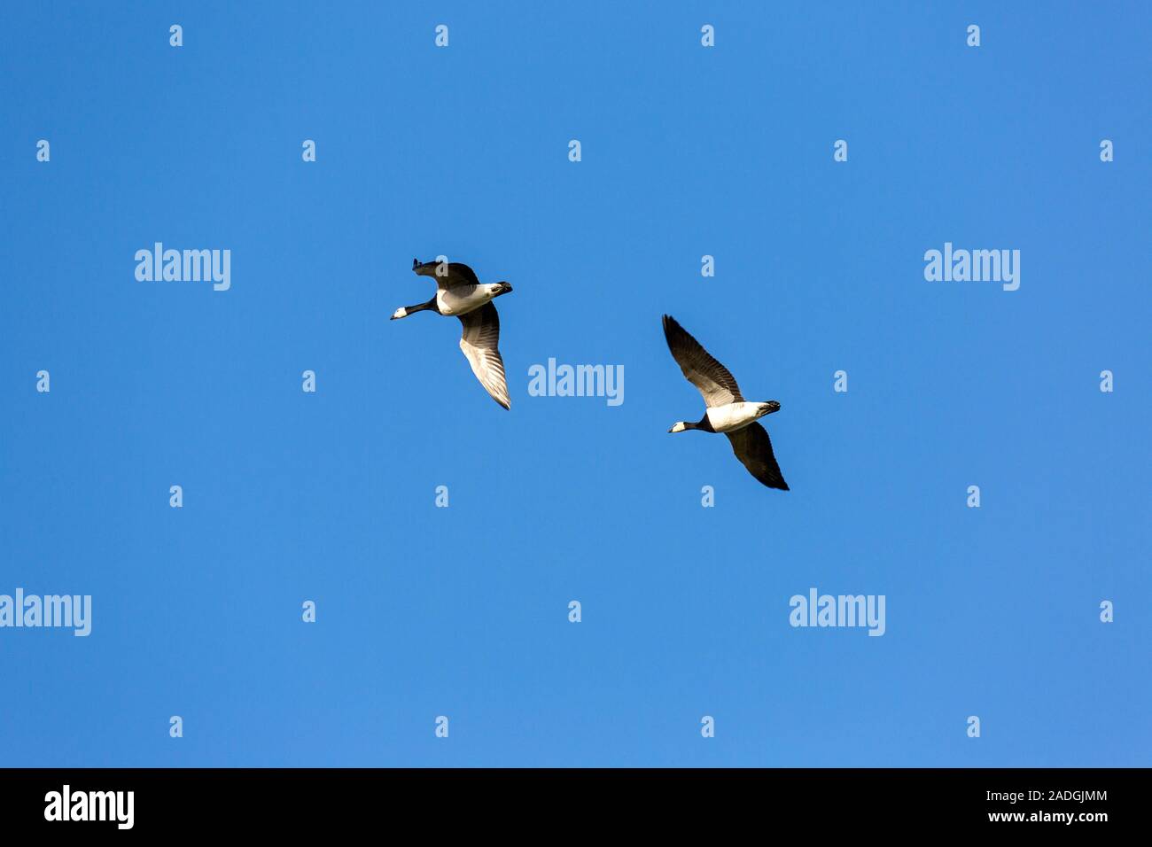 Sylt, Morsum, Graugans im Flug Stockfoto