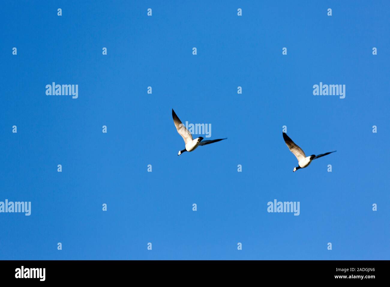 Sylt, Morsum, Graugans im Flug Stockfoto