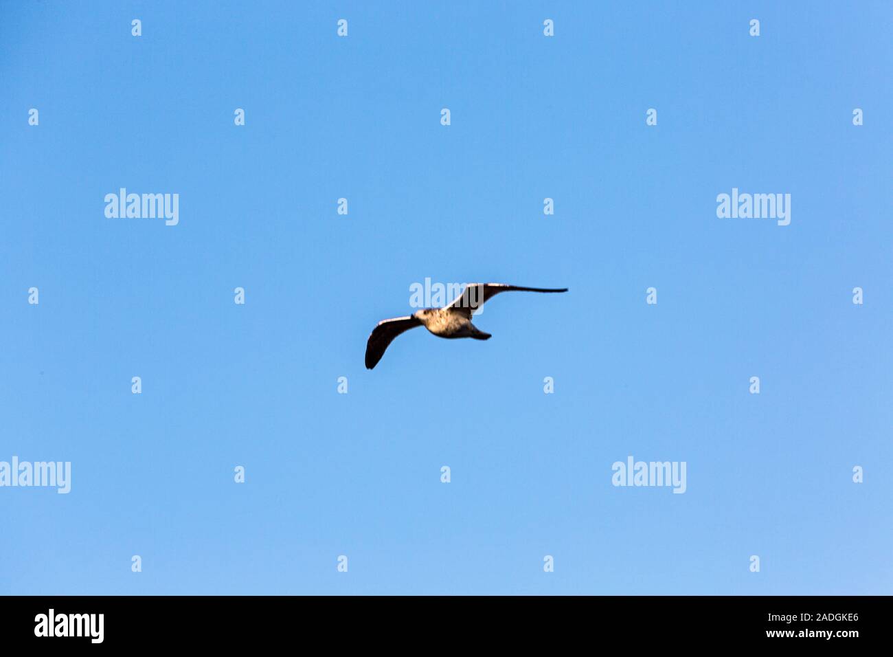 Sylt, Kampen, Moewe im Flug Stockfoto