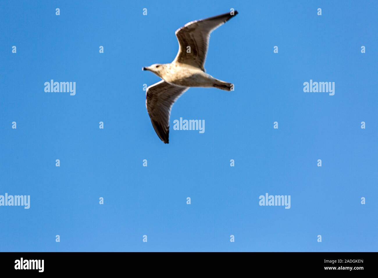Sylt, Kampen, Moewe im Flug Stockfoto