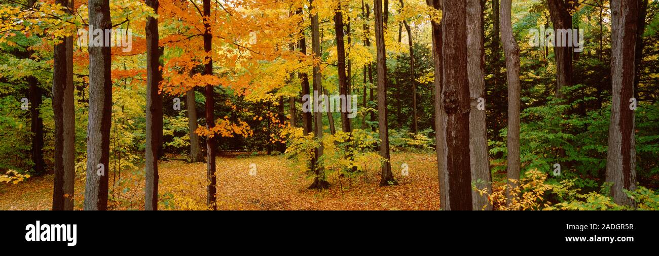 Bäume in einem Wald, Chestnut Ridge County Park, Erie County, New York State, USA Stockfoto