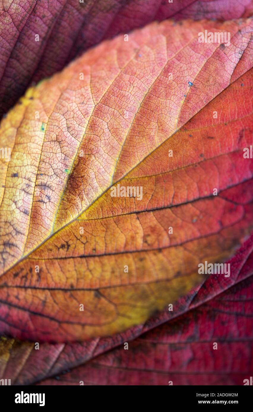 Detail der bunten Blätter im Herbst Stockfoto