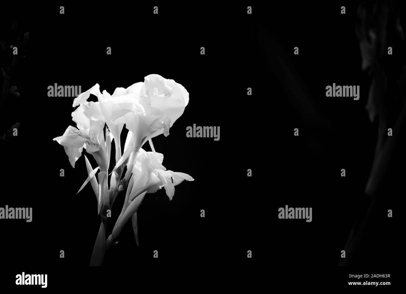 Schwarz-weiße Blüten-Nahaufnahme. Schwarzer Hintergrund mit isoliertem Blumenbild. Geeignet für das Schreiben in Grafikwerken. Stockfoto