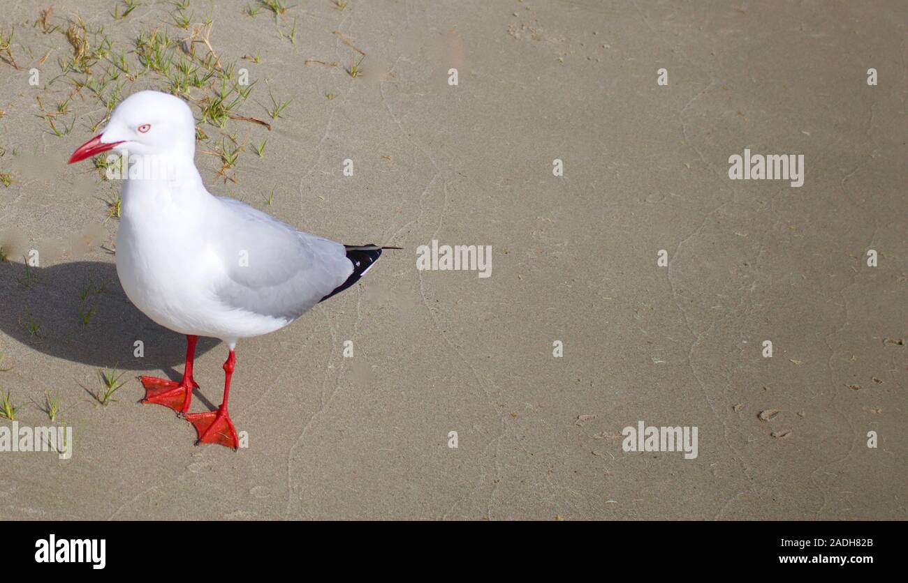 Möwe mit rotem Schnabel und Füßen am Sandstrand in Australien mit Kopierfläche Stockfoto