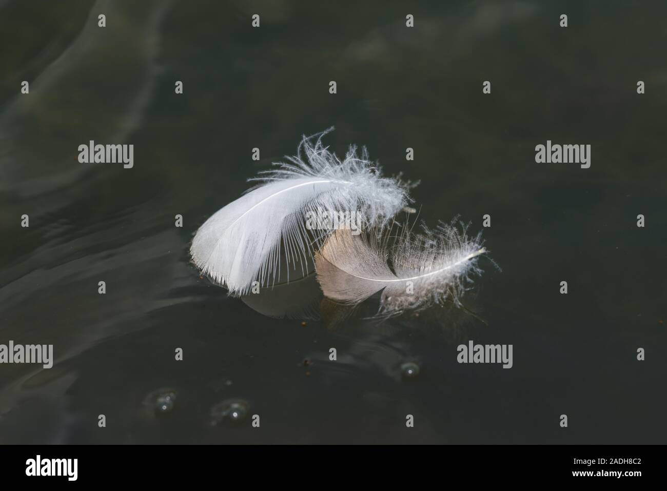 Ein paar der Gans Federn schweben auf einem Teich an Sprigfield Sequiota Park in Missouri. Ich liebe, wie sie nur an der Oberfläche schwimmen. Feahters sind epidermale Stockfoto