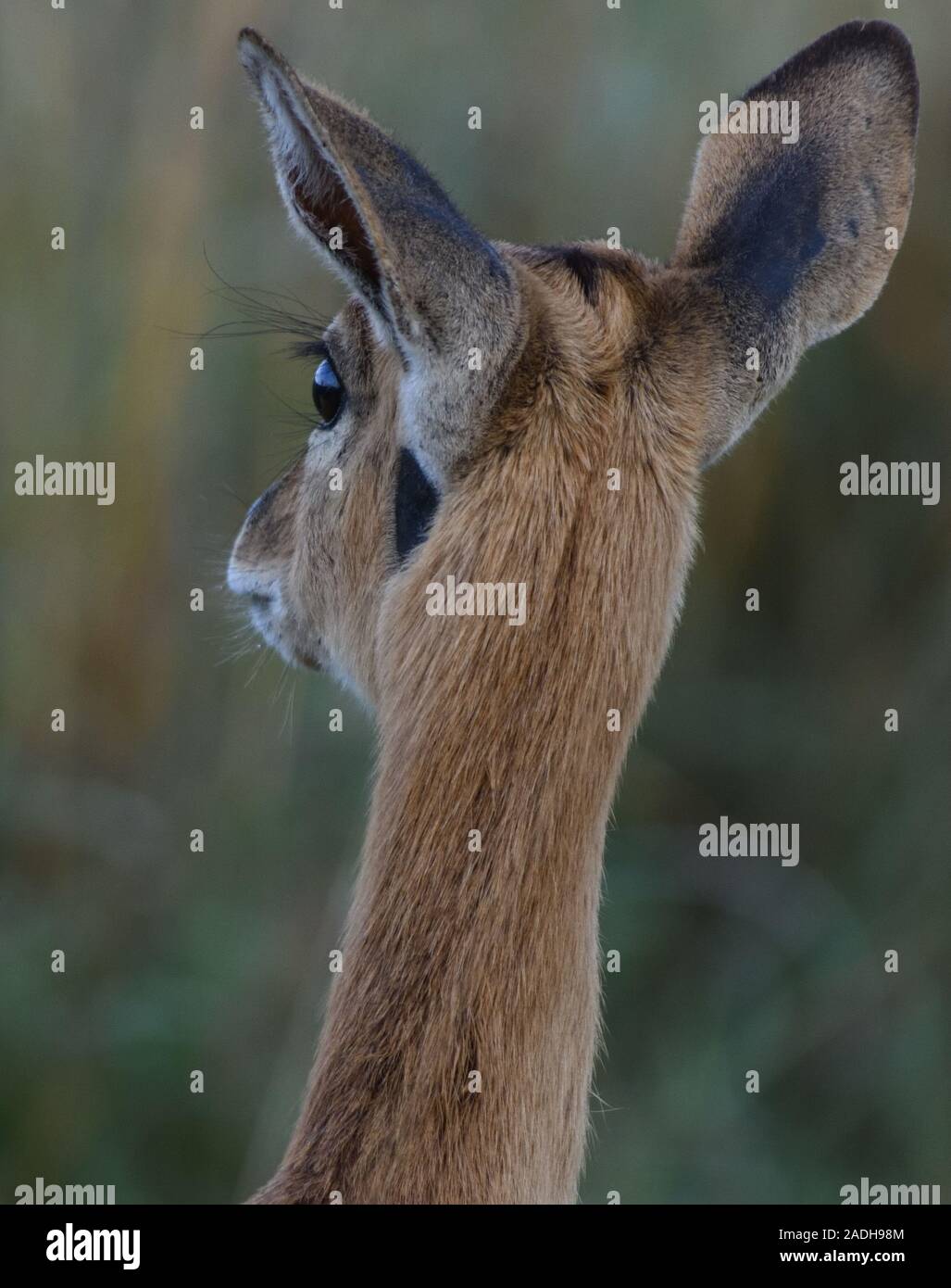 Kopf einer weiblichen oribi (Ourebia ourebi) zeigt seine riesigen Ohren