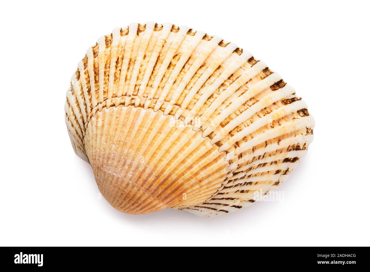 Kleine Muscheln Muschel auf weißem Hintergrund, Ansicht von oben. Shell warme Farbtöne. Gestapelt Foto Stockfoto