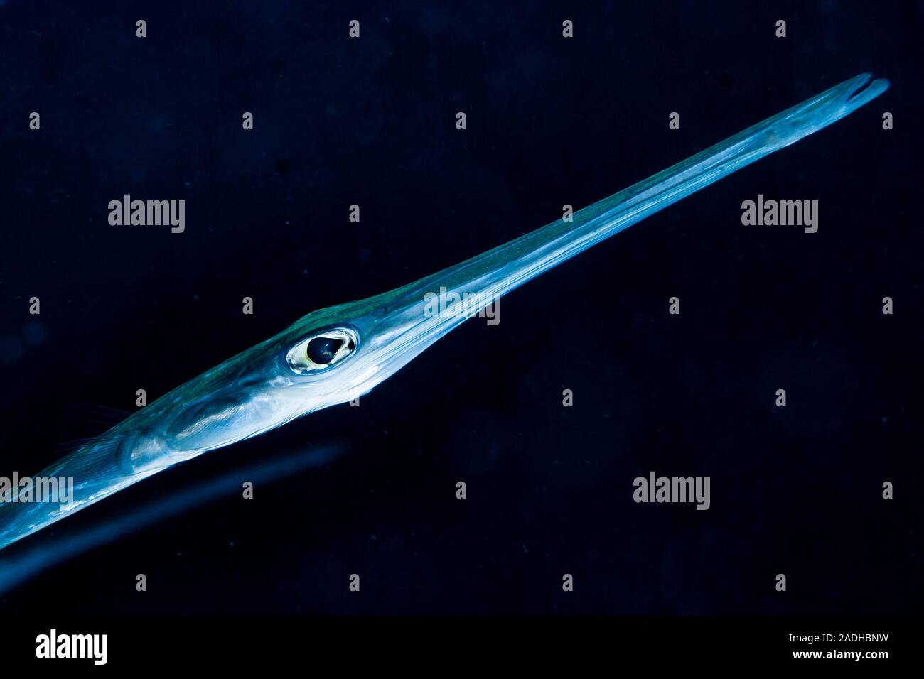 Flutemouth fish -Fotos und -Bildmaterial in hoher Auflösung – Alamy