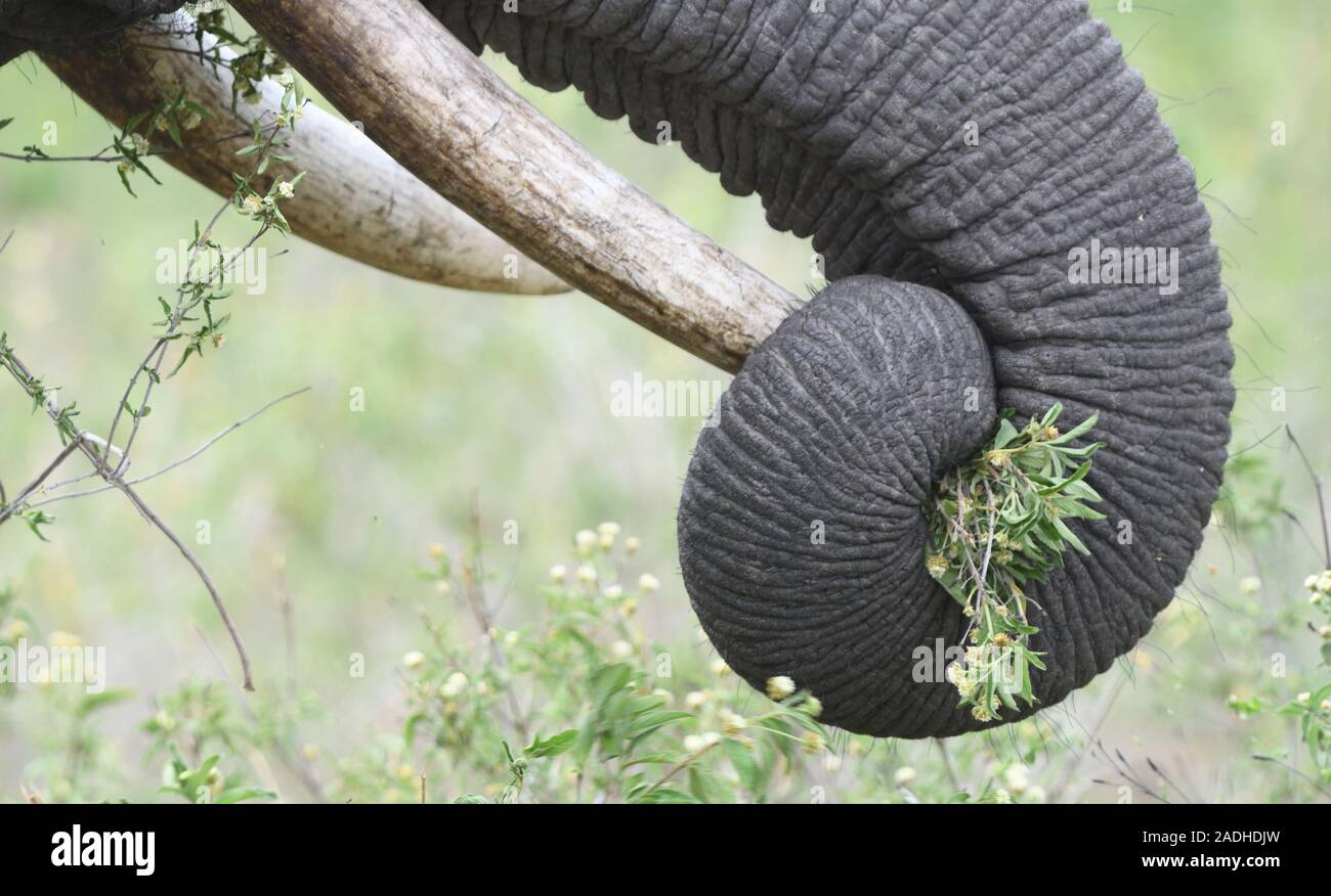 Ein Afrikanischer Elefant (Loxodonta africana), sammelt daintily grüne Vegetation in seinem Stamm. Serengeti National Park, Tansania. Stockfoto
