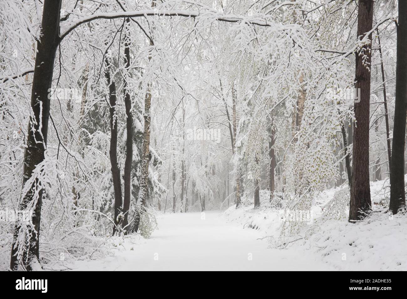 Pfad im Frühjahr Wald nach Schneefall. Stockfoto