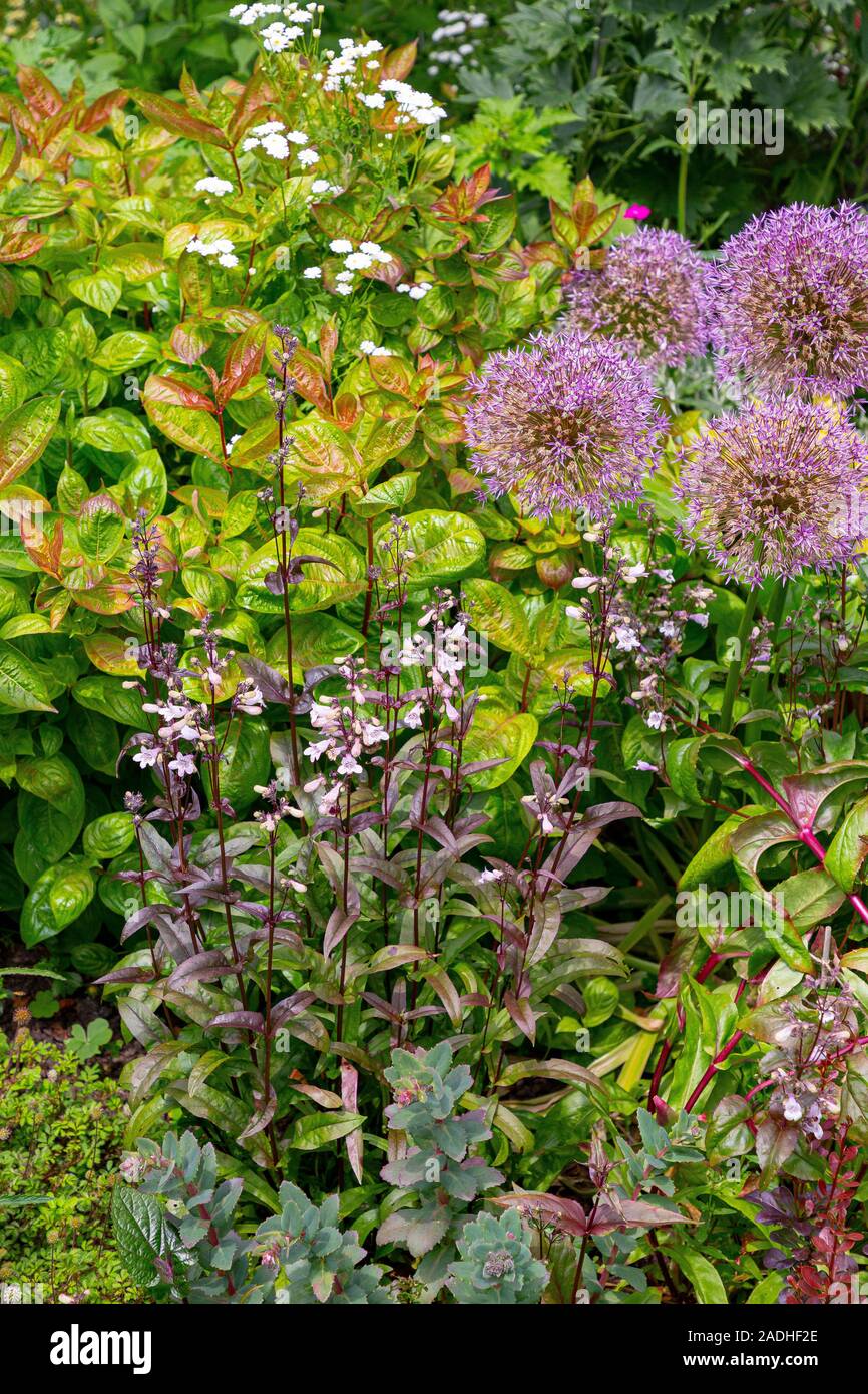 Lila Weigela Stockfotos und bilder Kaufen Alamy