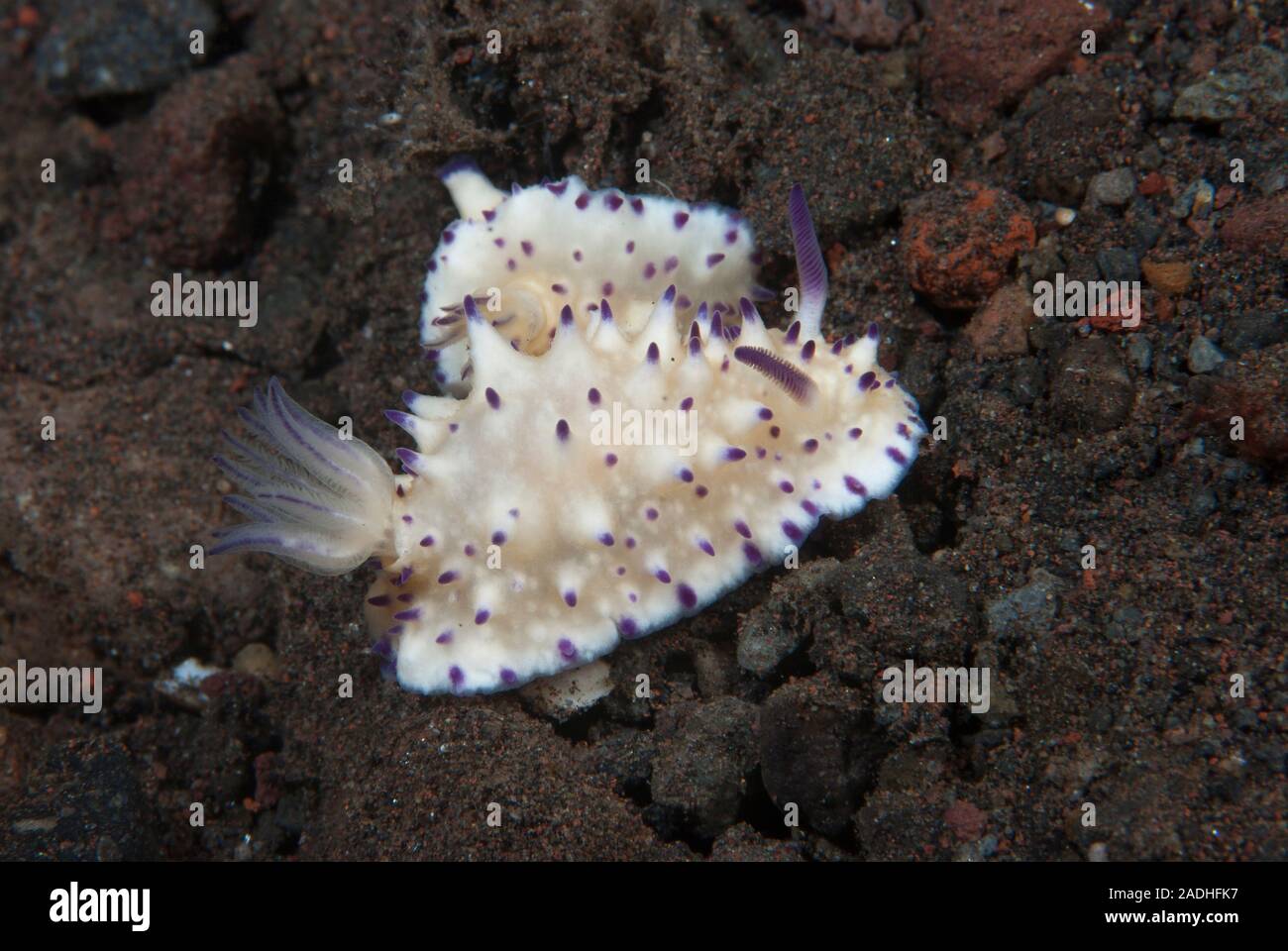 Glossodoris vgl. multituberculata Stockfoto