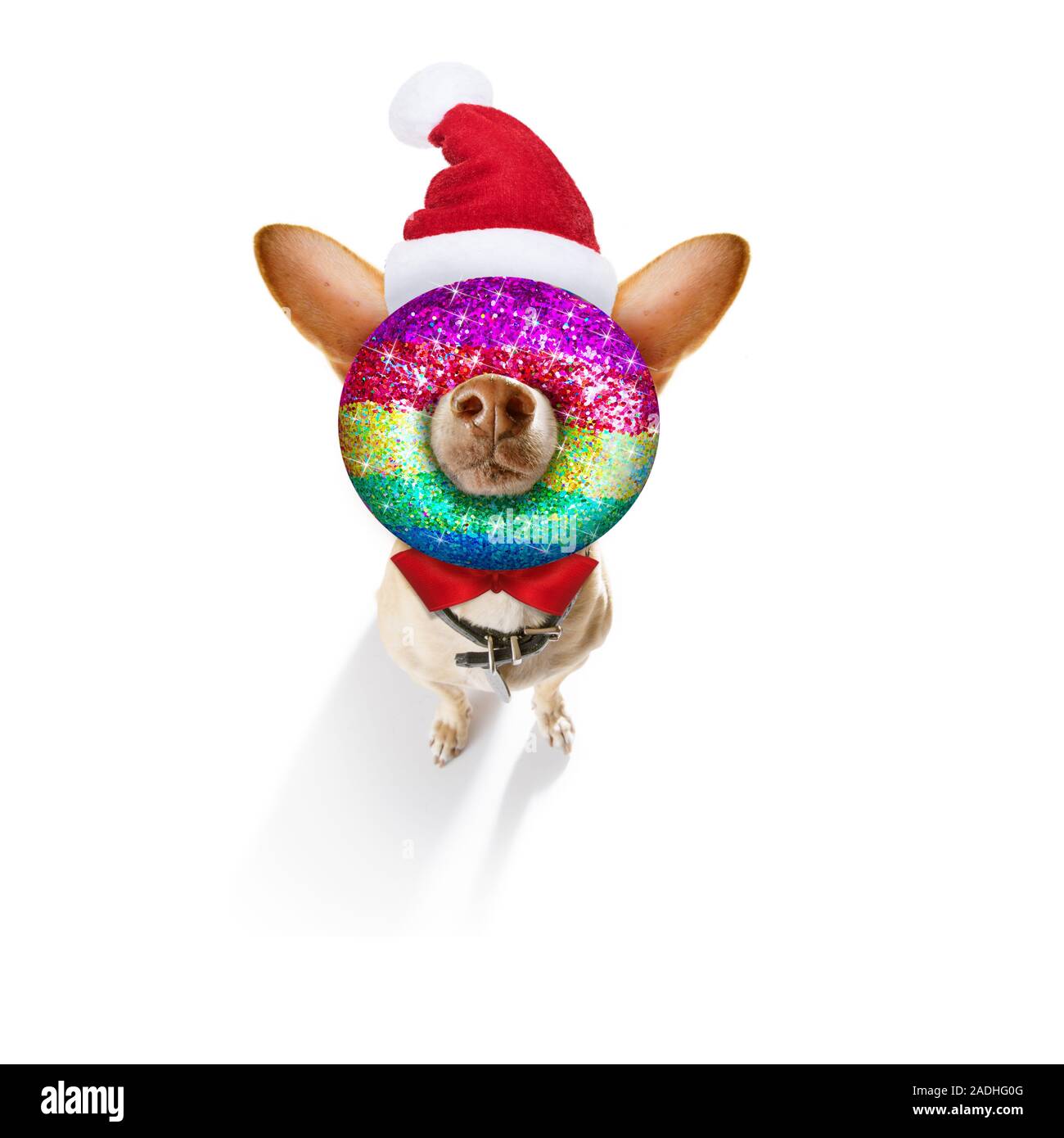 Gay lgbt Chihuahua Hund als Weihnachtsmann für Weihnachten Weihnachtskugel im Mund Stockfoto