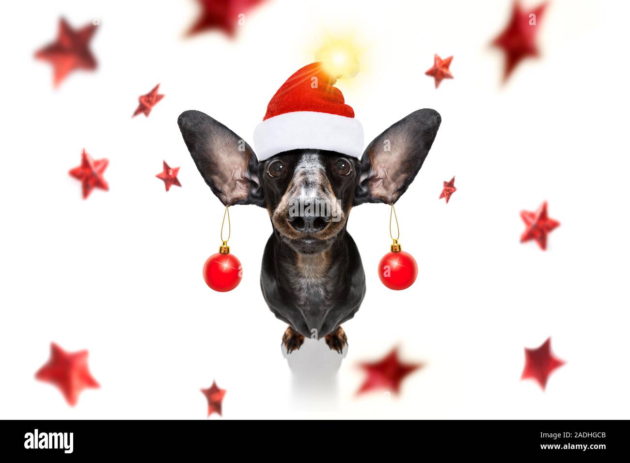 Dachsund wurst Hund als Weihnachtsmann für Weihnachten ruht auf einem Weihnachten Kugeln Kugeln hängen von den Ohren Stockfoto