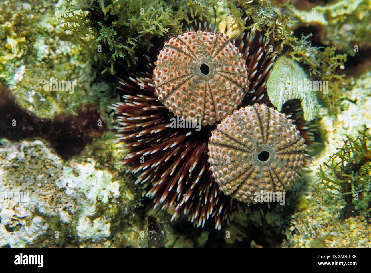 Violet sea urchin (Sphaerechinus granularis), mit zwei spineless Schalen, giftig, Mallorca, Balearen, Spanien Stockfoto