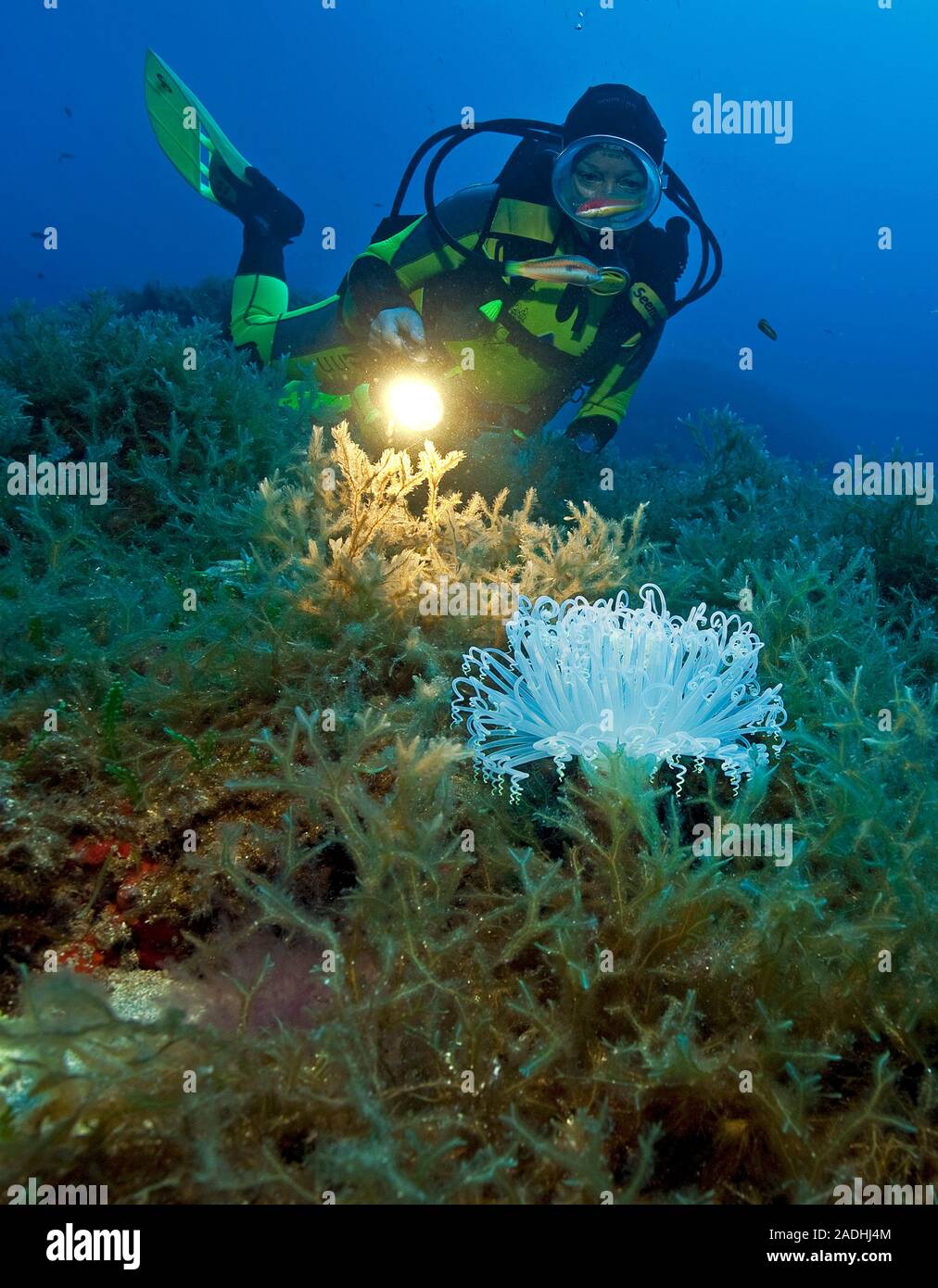 Scuba Diver an einer weißen tube-Wohnung Anemone (bispira membranaceus), marine Park Dragonera, Sant Elm, Mallorca, Balearen, Spanien Stockfoto
