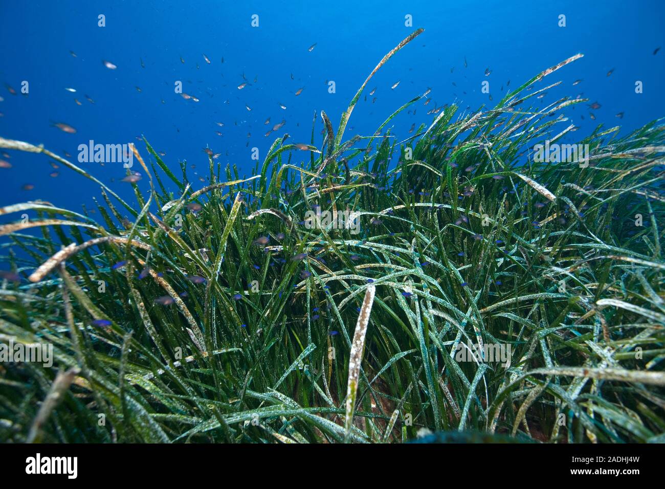 Posidonia Seaweed, Mediterrane tapeweed, Neptun Gras (Posidonia oceanica), marine Park Dragonera, Sant Elm, Mallorca, Balearen, Spanien Stockfoto