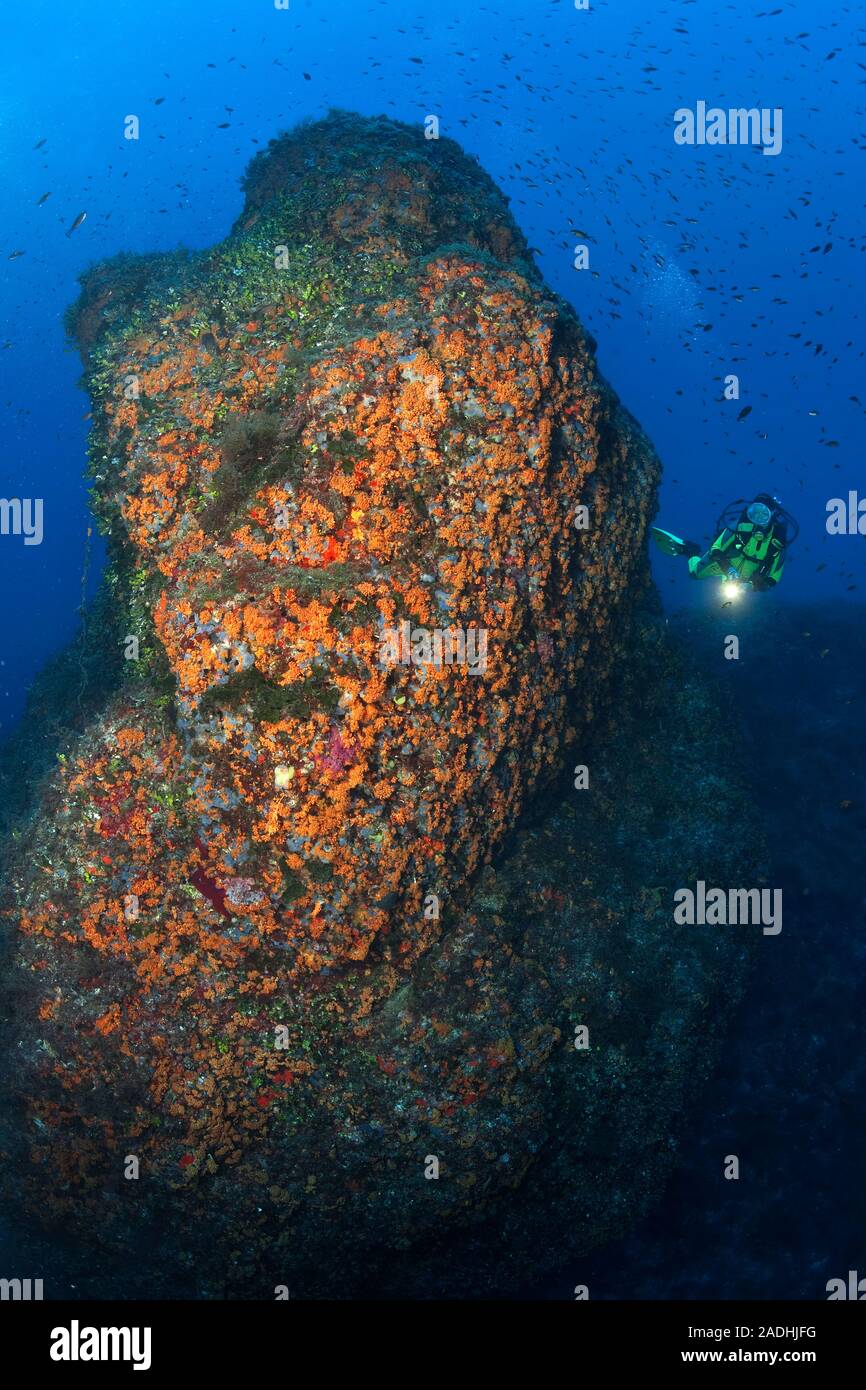 Scuba Diver an einem großen Felsen mit gelber Cluster Anemonen (Parazoanthus axinellae), marine Park Cap Llebeig, Dragonera, Sant Elm Mallorca, Mallorca, Spanien Stockfoto
