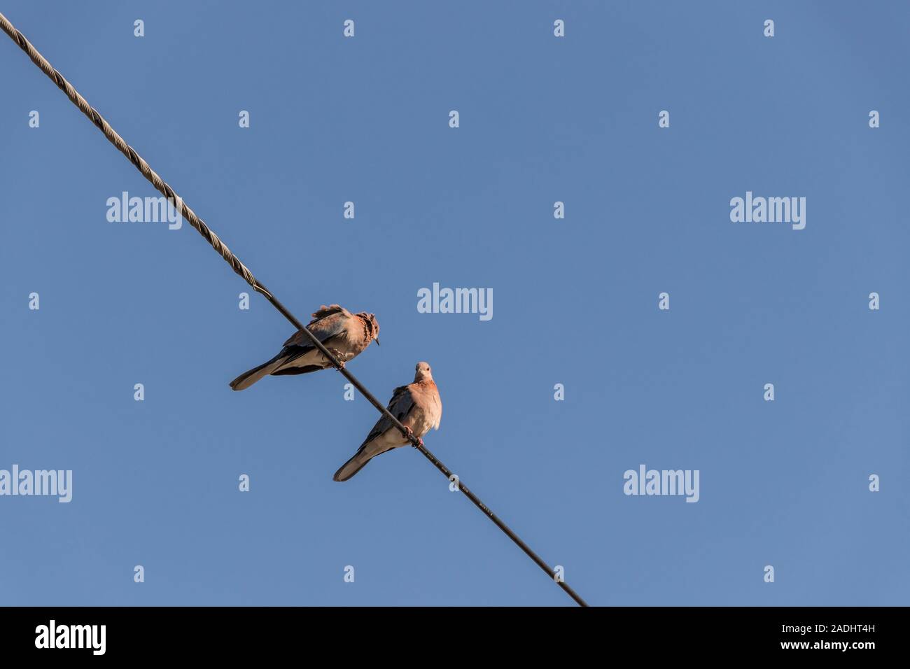 Tauben, Vögel, sitzen auf power line in Kapstadt, Südafrika. Stockfoto