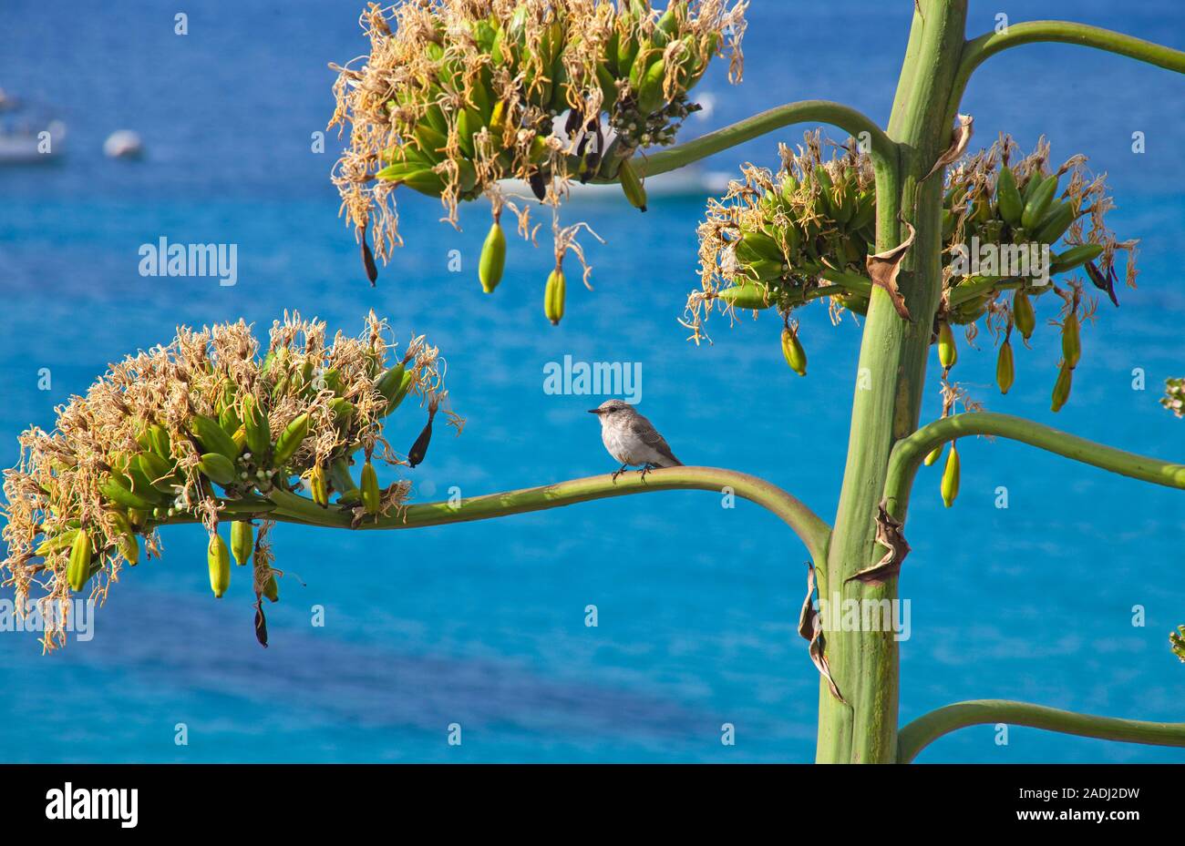 Kleiner Vogel auf Zweig einer Agave, Sentry Pflanze, Jahrhundert, maguey Aloe oder American Aloe (Agave americana), San Telmo, Mallorca, Balearen, Spanien Stockfoto