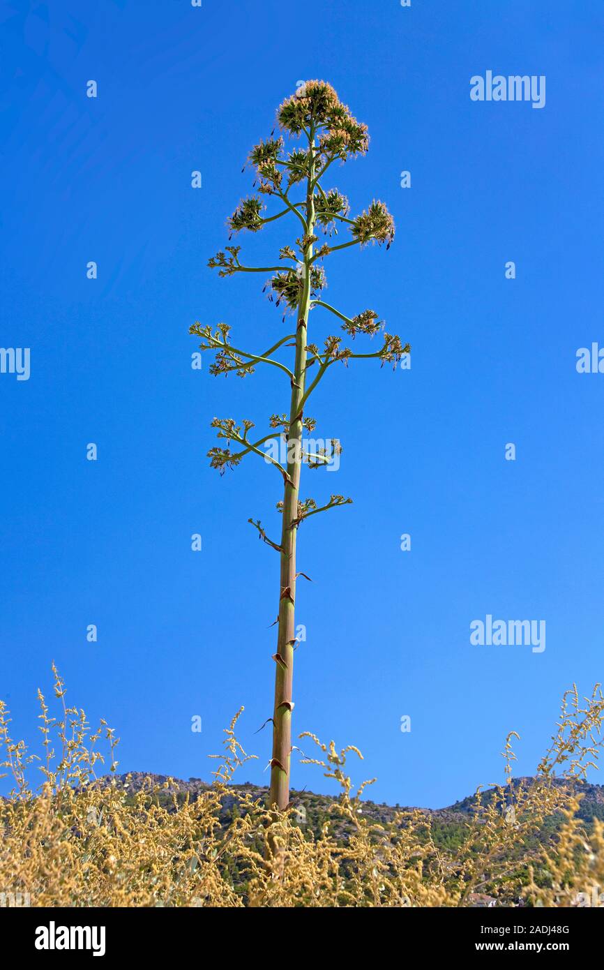 Agave, Sentry Pflanze, Jahrhundert, maguey Aloe oder American Aloe (Agave americana), Mallorca, Balearen, Spanien Stockfoto