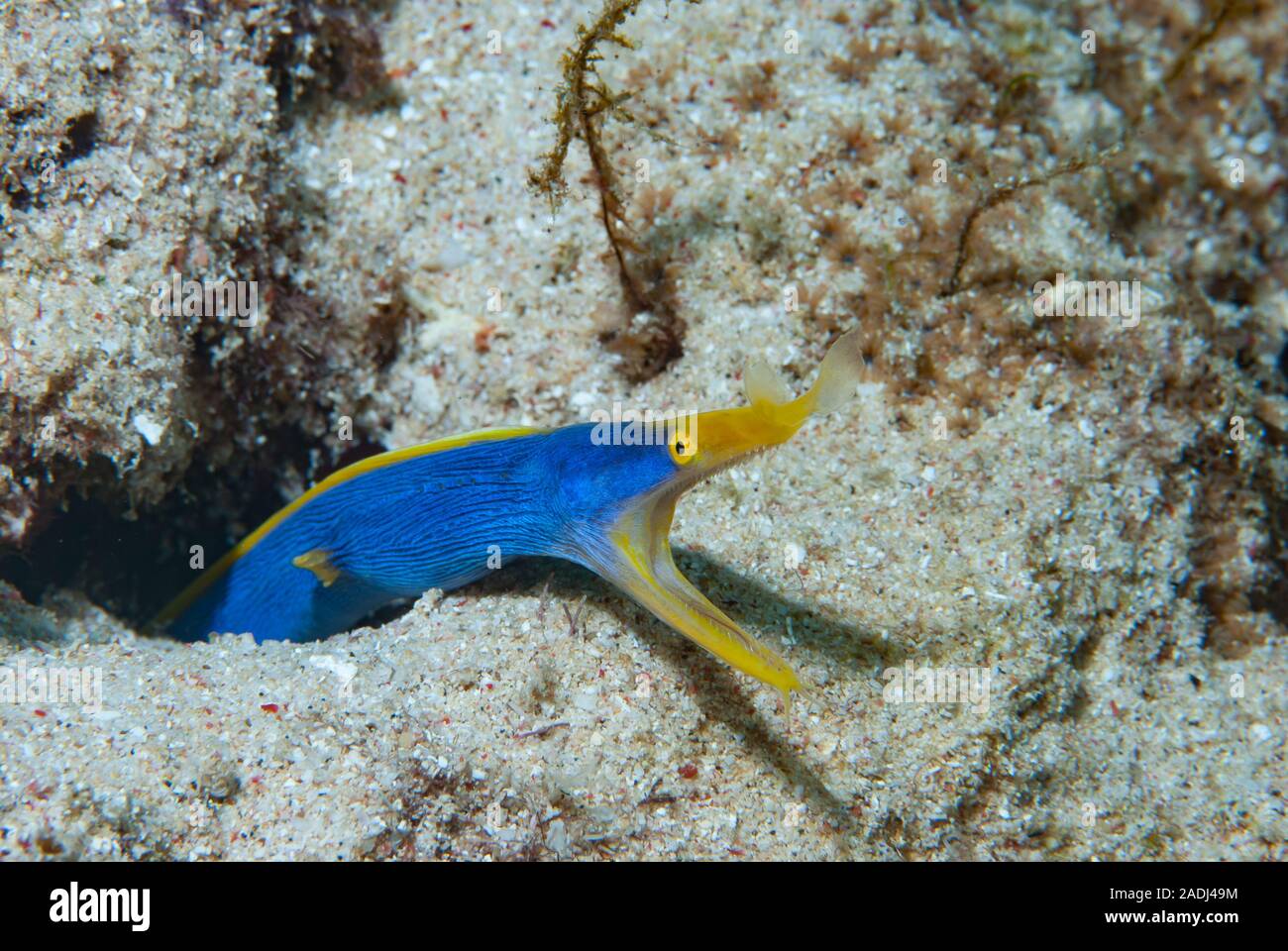 Blue Ribbon Eel Rhinomuraena quaesita Stockfoto
