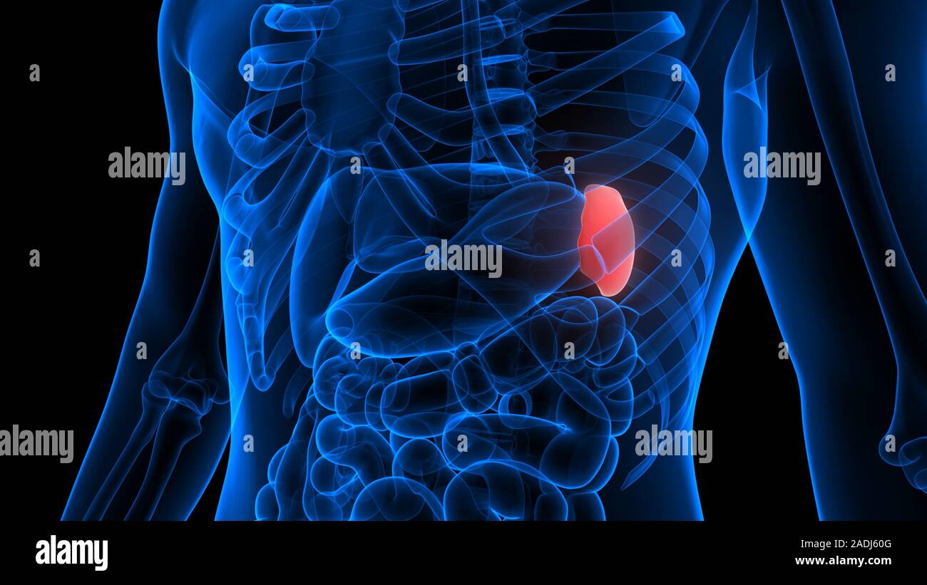 Anatomie Der Menschlichen Körperorgane (Milz) Stockfoto