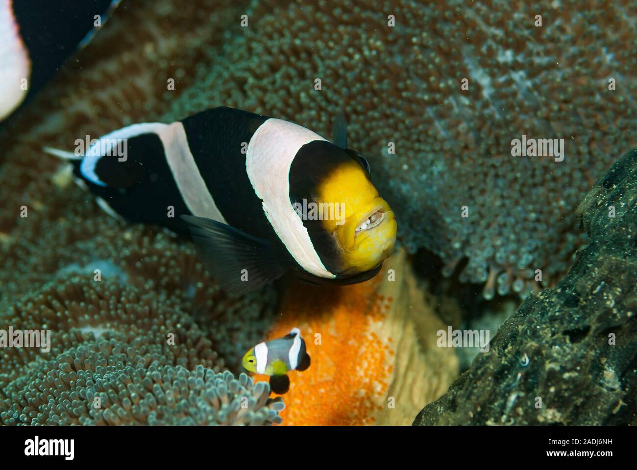 Anemonenfischen (oder clownfisch) leben in einer symbiotischen Beziehung mit Seeanemonen. Sie Eier in der Nähe der Anemone. Stockfoto