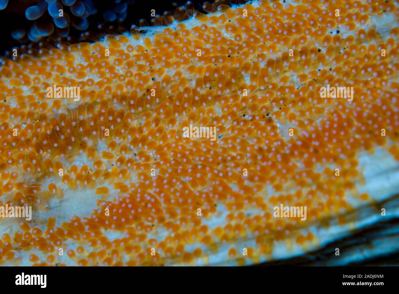 Anemonenfischen (oder clownfisch) leben in einer symbiotischen Beziehung mit Seeanemonen. Sie Eier in der Nähe der Anemone. Stockfoto