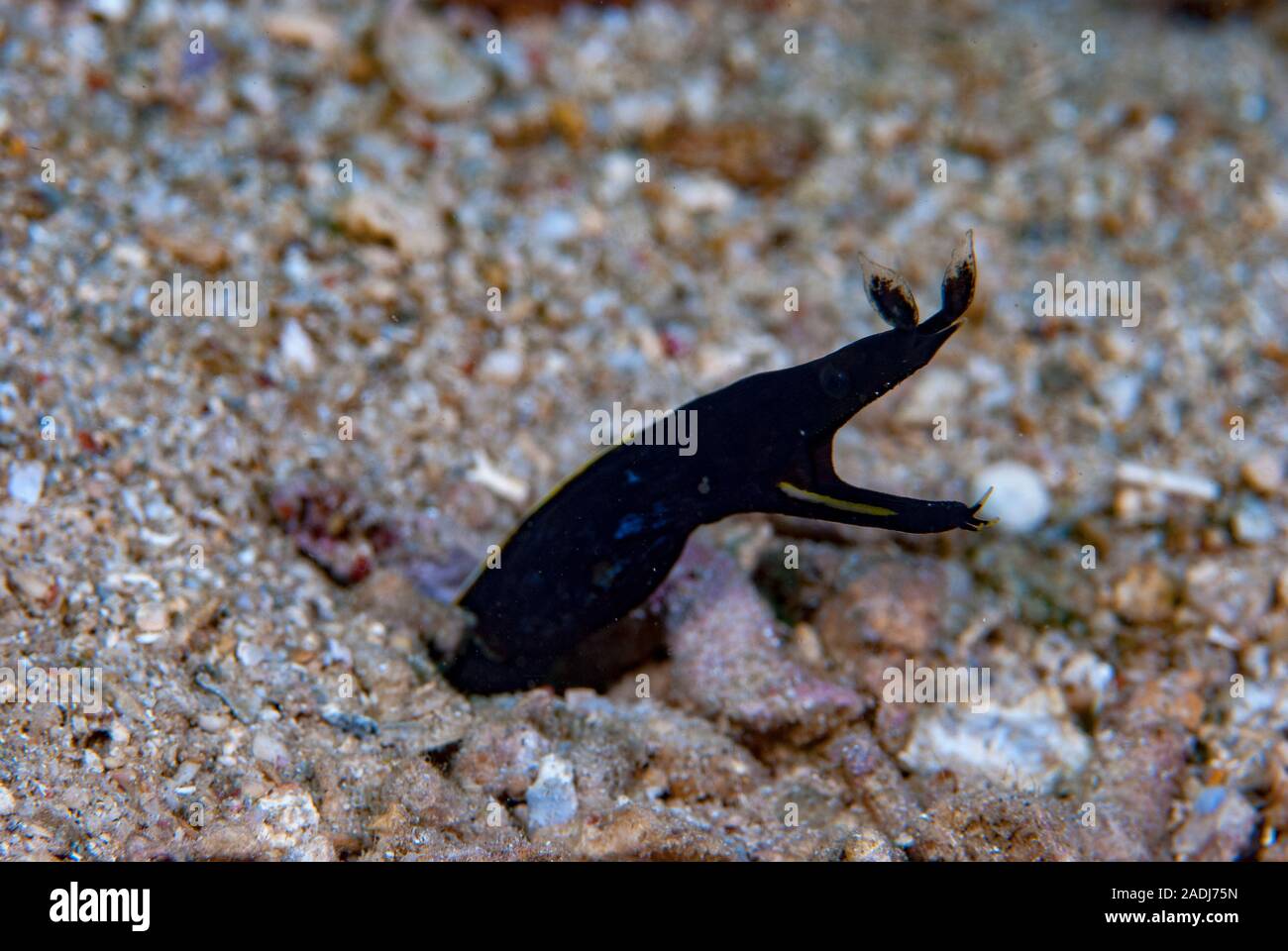 Blue Ribbon Eel Rhinomuraena quaesita Stockfoto