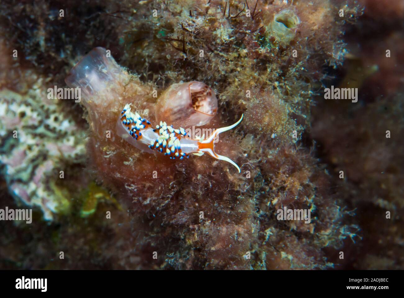 Nudibranch Caloria Indica Stockfoto