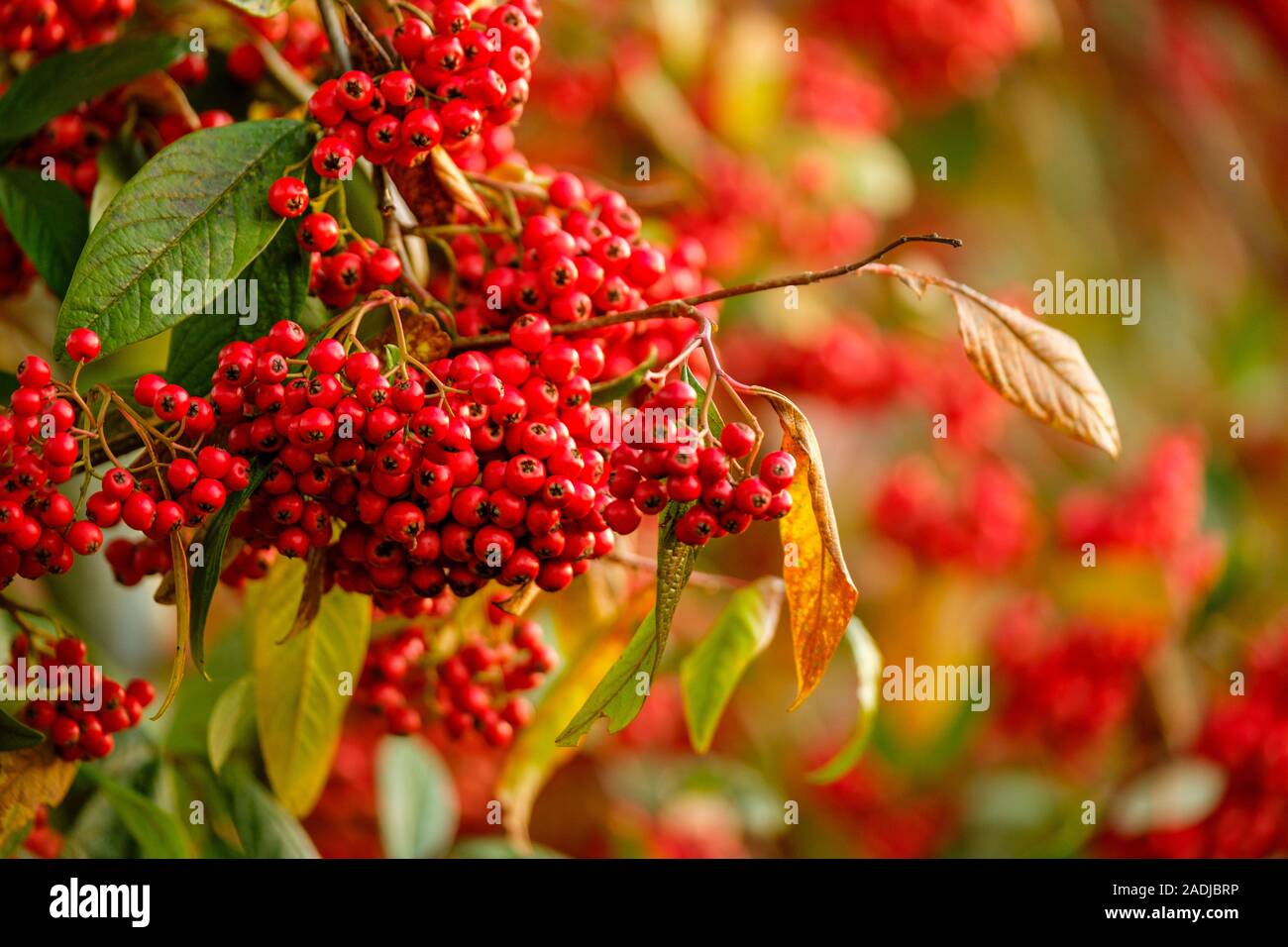 Cotoneaster Beeren bringen Farbe und die Tierwelt in den Wintergarten. Stockfoto