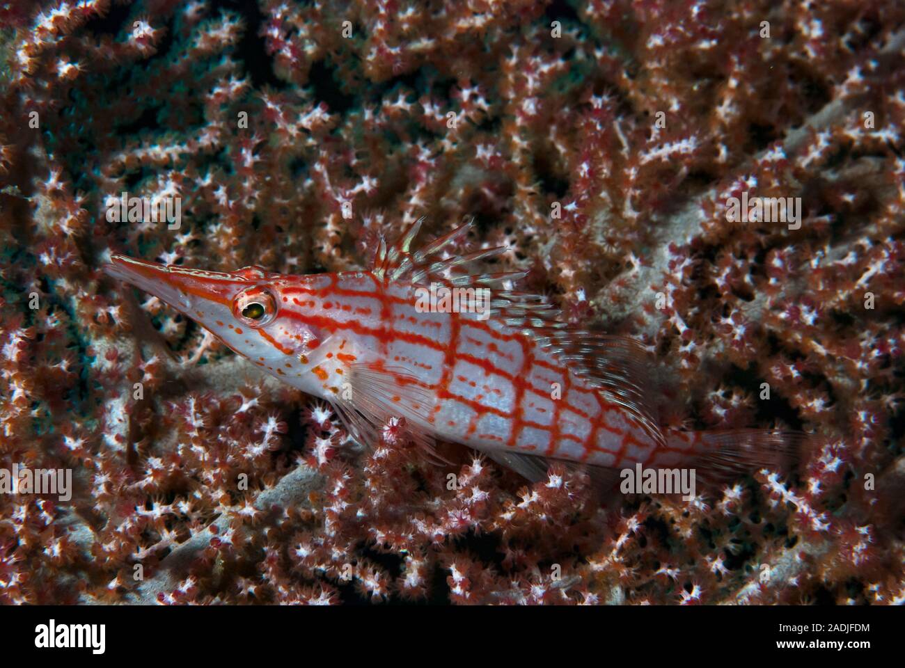 Longnose Fischfreundschaften Oxycirrhites typus Stockfoto