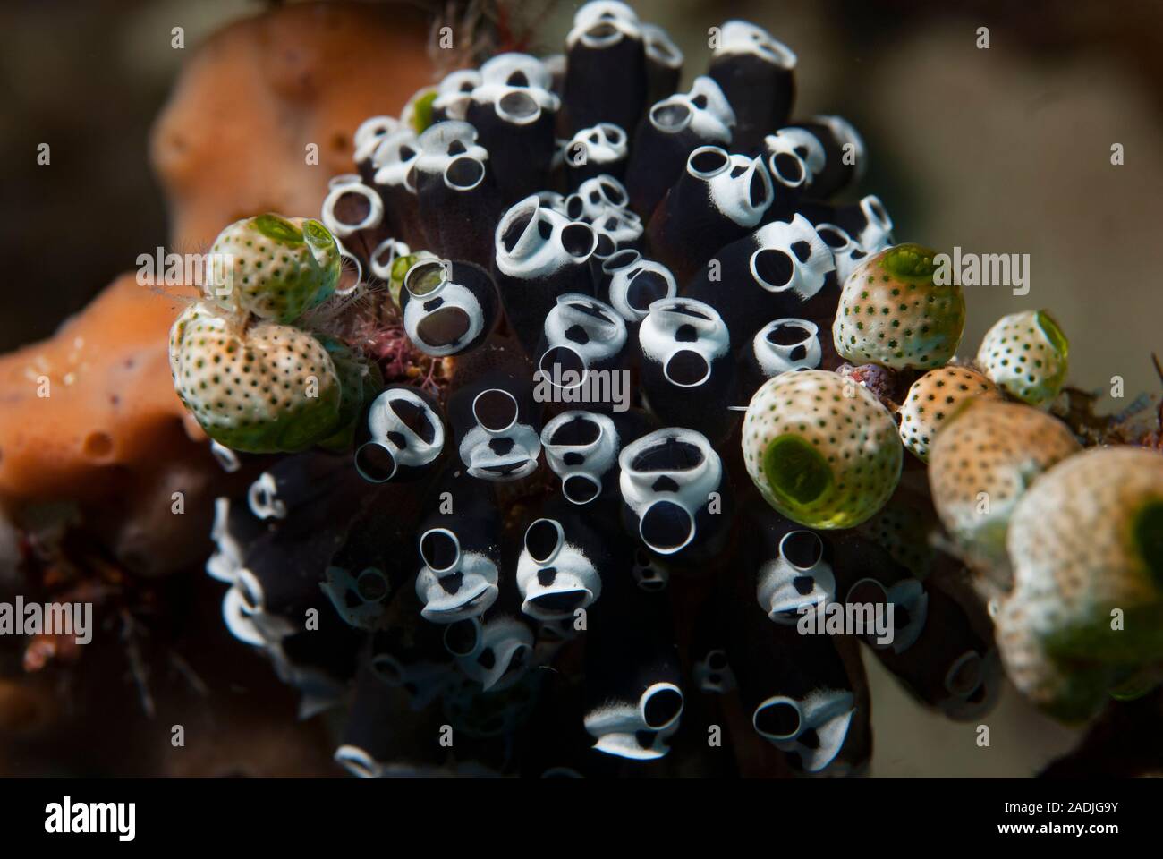 Tropische kolonialen Seescheiden Stockfoto