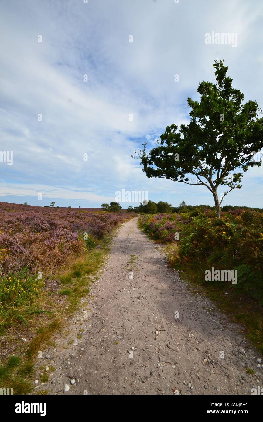 Alle Wege führen nach Heidekraut, Dunwich Heath, Suffolk, Vereinigtes Königreich Stockfoto