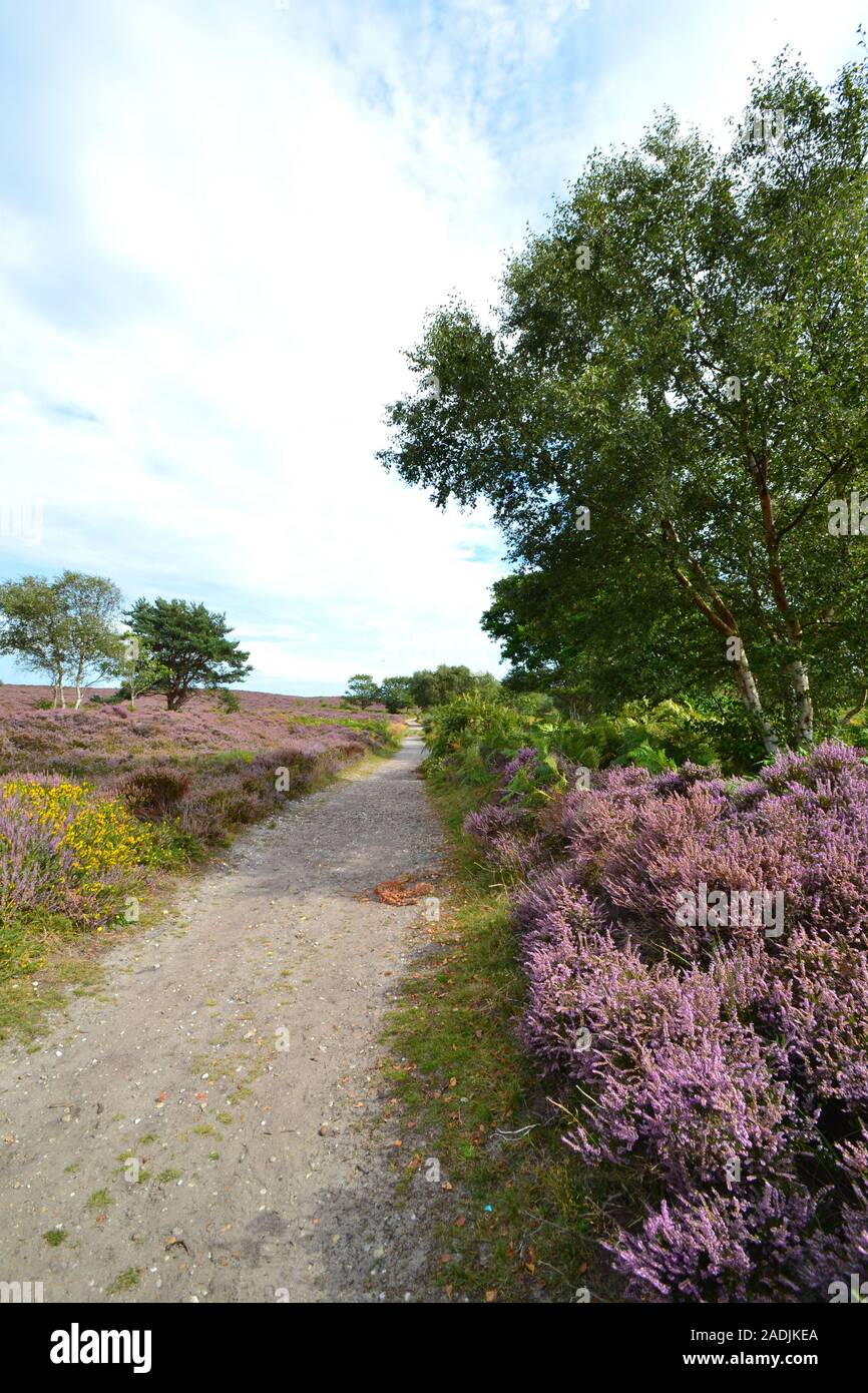 Schöne Heidekraut Blüte in Dunwich Heath, Suffolk Stockfoto