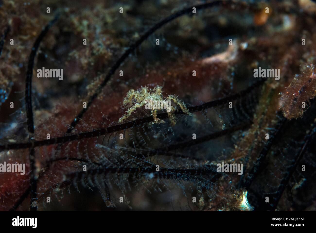 Pycnogonid-Sea Spider Stockfoto