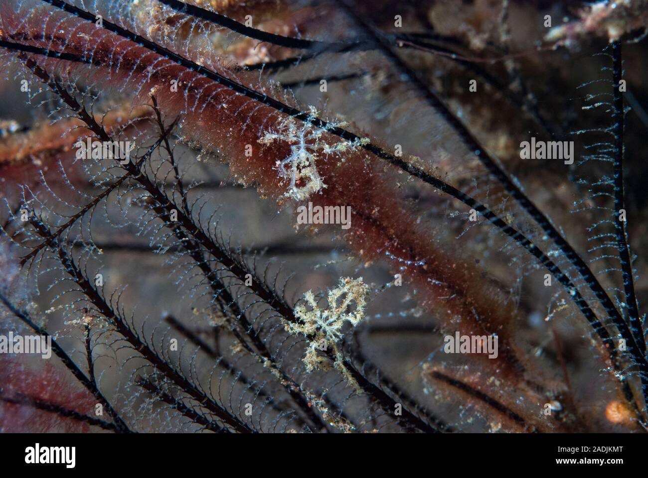 Pycnogonid-Sea Spider Stockfoto