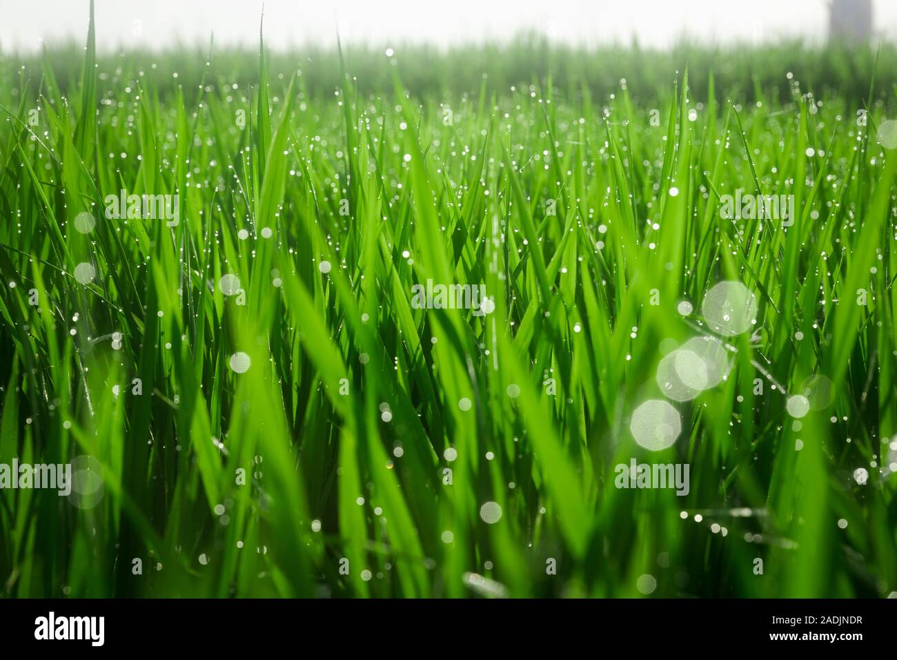 Grünes saftiges Gras close-up. Hintergrund Der grüne junge Gras. Grüne Gras Hintergrund. Junge wachsende Reis Stockfoto