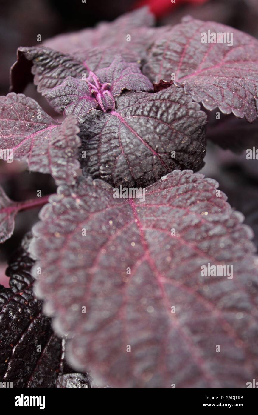 Deep Purple und schwarz Coleus blumei, Plectranthus scutellarioides, lebendige beliebte Gartenpflanze Stockfoto