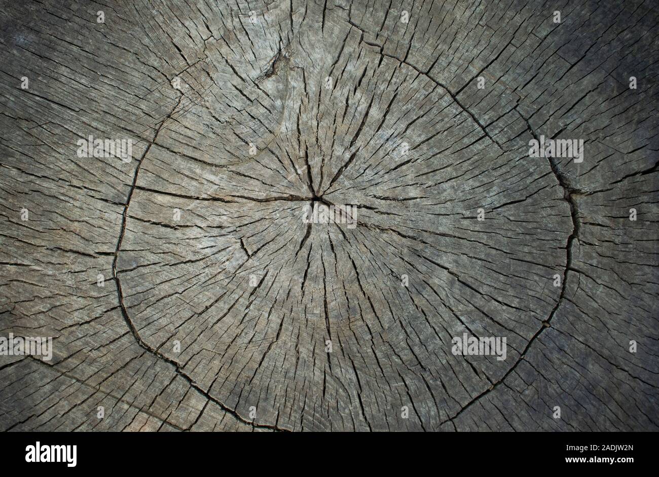 Runde Schnitt unten Holz- stumpf gefällten Baum - Abschnitt der Amtsleitung, die jahresringe. Holz- hintergrund Textur. Stockfoto