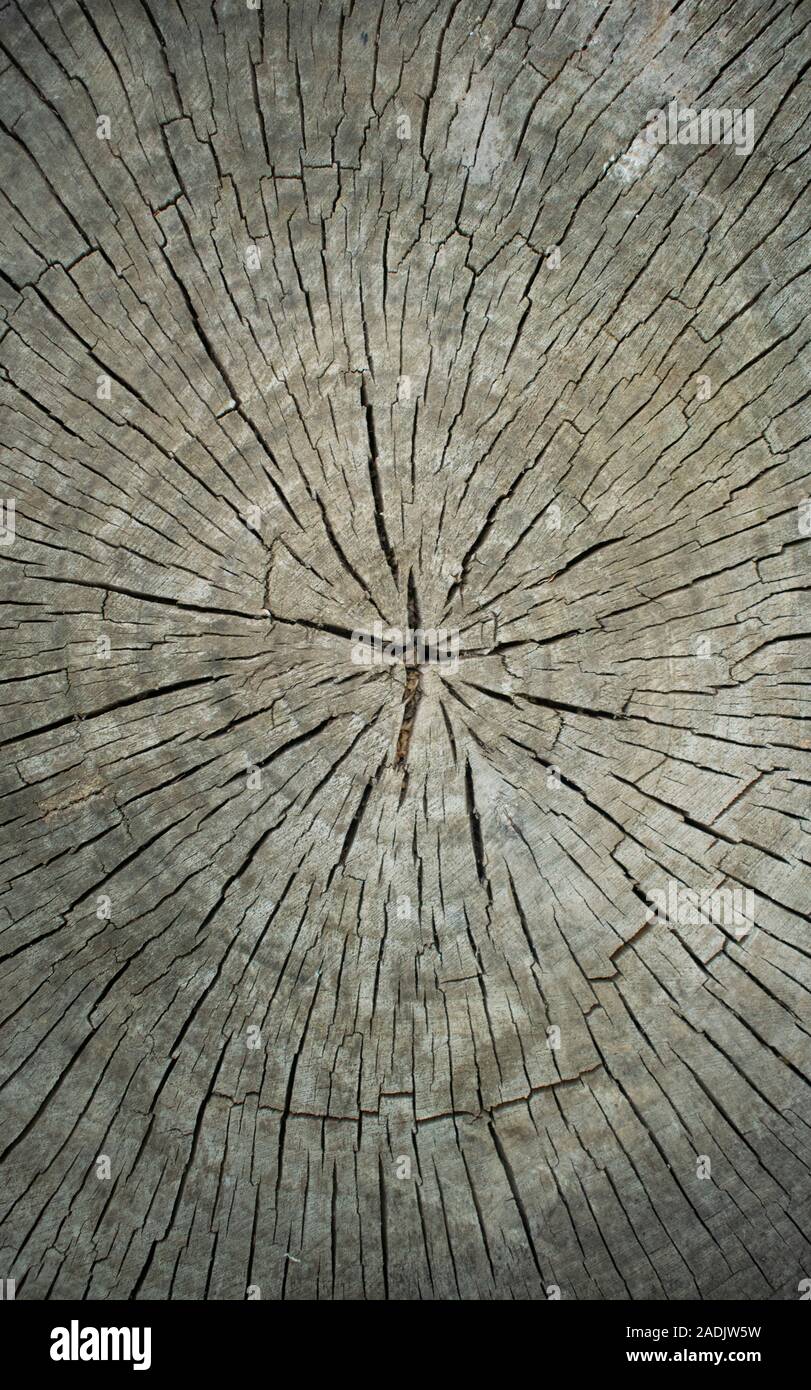 Runde Schnitt unten Holz- stumpf gefällten Baum - Abschnitt der Amtsleitung, die jahresringe. Holz- hintergrund Textur. Stockfoto