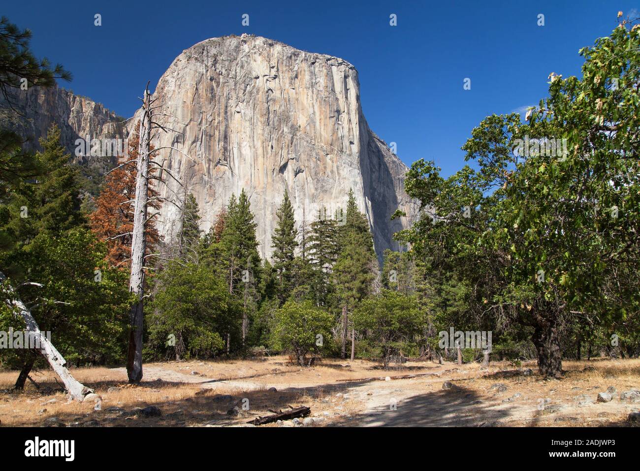 El Capitan vom Tal gesehen, Yosemite National Park, Kalifornien, USA. Stockfoto